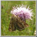 Cerapteryx graminis - Dreizack-Graseule 01.jpg